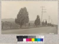 Arizona Cypress (Cupressus arizonica) as a highway tree in the San Fernando Valley, Los Angeles County. Feb. 1923