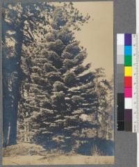 Pinaceae. Abies concolor - California White Fir. Young Tree