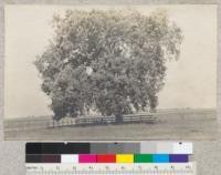 Oak, probably Quercus lobata, University Farm, Davis. 1909