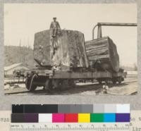 Butt log of a large redwood sawed into two sections. On cars at Scotia. Cut on Freshwater Creek property of Pacific Lumber Company. Diameter about 11 feet. Cut May 1931. Age, 13 feet off ground, 1864 years. Selected by W. G. Corbitt for an exhibit. W. G. C. in photo. June 1933. E.F