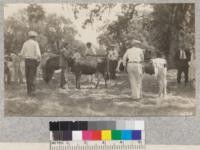 Calf Club members and their products at 4-H Achievement Day, Sonoma County, 1928. Metcalf