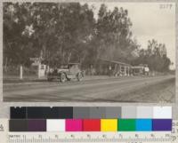 Eucalyptus thrives in many semi-arid places where trees are scarce, have a high value for auto camp sites. This red gum (Eucalyptus rostrata) near Pixley, Tulare County, was a failure as far as growth is concerned but makes a fine auto camping spot. Metcalf. February 1926