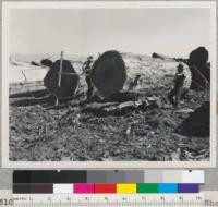 Redwood Region. Chain-saw ripping. Shortly after cut was started. On left side of log note plank for resting head of the saw. On opposite side a chalk line is followed. Coast Redwood Company. 9-30-50. E.F