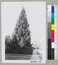 A beautiful Norway spruce--Picea abies (excelsa)--at 1733 Austin Way, Santa Rosa. Very dense and symmetrical; 50-60 feet tall. March 1955