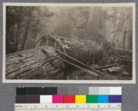 Douglas Fir 9 ft. in diameter. R. T. Dollar Lumber operations, Port Moody, Vancouver, British Columbia. September, 1921