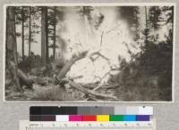 Light burning experiment, Weed Lumber Company, near Bray, California, 1920. Little damage but cost $1.00 per acre