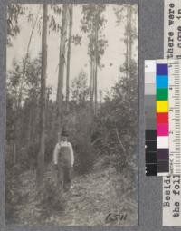 View in the Noyo River plantation of Blue Gum (Eucalyptus globulus). Trees are ten years old. Photo was taken in 1/4 acre sample plot measured April 25, 1921. These trees averaged 340 per acre, of which number, 34% were scrubs less than 2" in diameter. The other 66% averaged 5.1" diameter at breast height and 52' high. Besides the planted trees there were the following trees which and come in naturally: Douglas Fir- 168 per acre; Lowland White Fir- 52 per acre; Redwood- 32 clumps of sprouts per acre; Tanbark Oak- 140 clumps of sprouts per acre; Madrone- 56 clumps of sprouts per acre; Golden-Leaf Chinquapin- 20 per acre; Redwood seedlings or root suckers not near old stumps- 20 per acre