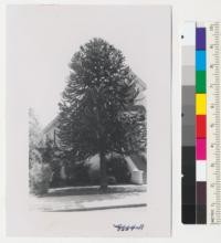 Araucaria imbricata at 1495 Jefferson St., Napa, California. July 1952. Metcalf