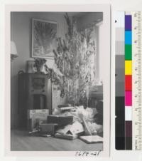 Beach pine, pinus contorta, Christmas tree at 1992 Yosemite Road. This tree came from Jackson State Forest and was used on television program. Metcalf. Dec. 1952