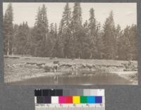 A good place for a forester and a big trout. Deans Valley, Rock Creek. Califorest Camp 1920