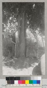 One of the cork oak trees planted along the State Highway east of Davis, Yolo County. Planted in 1917 and stripped of cork August 1940. They gave an average yield of 70.2 lbs. per tree. Average outside bark 17.7 inches diameter at breast height, inside 14.9 inches and height of stripping 8.4 feet. Metcalf