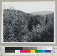 Redwood Region. Freshwater Creek. View from a trail through planting plot P-32, from main railroad line to lateral above it and to the west. Several 100 yards up stream for headquarters camp site. Operations of 1920-1923 (?). Planted with nursery-grown stock. Planted trees are 5-8' high; sprouts 20+. Some natural seeding, perhaps from stand above, then uncut. See also 7347. 2/23/46. E. F