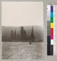 Redwood Utilization Study. Crown types of redwood. A picture taken just after dawn, of a group of redwoods on Myers ranch, 5 miles south of Weott. E.F. July, 1928