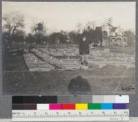 Forest Nursery on the Barnes Farm, Ann Arbor, Michigan. April 1912