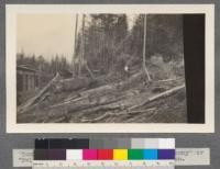 "Tommy Tender" - clearing away brush at the "Tommy" or "Bull block". Camp 2. C. A. Smith Lumber Company, Oregon