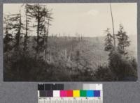 Scattered trees and dense brush on north fork Noyo River. 7-8 years after logging. September 1921, Metcalf