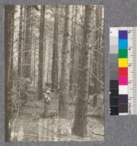 Secondgrowth Redwood Yield Study. Crescent City - plot #2. A stand of mixed redwood, spruce and a little fir - 33 years old. 60 thousand board feet per acre. Oct. 1922