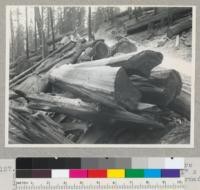 Redwood Region. Damage by untimely fire (late June 1942 on a hot, dry day). A 51" x 20' log, bucked. Had a cross split which burned out. Damage 2/3. See also #7126-7128. 7-20-42, E.F