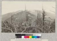 Mount Mitchell, N.C. Results of fires. Ertel