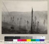 Redwood seed trees left as required by lumber code (Article X). Hobbs, Wall & Company near Crescent City. Oct. 1934