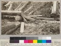 Showing breakage in felling. The redwood has been felled across a large Douglas fir in canyon bottom. Over 16' were lost in the redwood. Note the complete shattering. Picture taken after burning and log making. Fire failed to burn clean here. Albion Lumber Company, Albion, California. Camp 15. April 1921