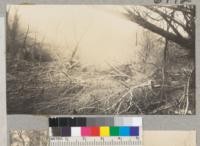 Cottonwoods and willows on bottomland along Malibu Creek overthrown by flood of March 1938. Metcalf