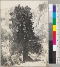 Juniperus occidentalis. Same tree as in #6635. 71" diameter at breast height; 55-60' high. Dusy Creek Canyon. 8-21-39. E.F