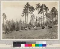 Students working on seed beds, Itasca Park. Norway and White pine in background