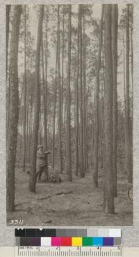 A fine stand of young loblolly pine near Champ, Virginia. Hardwood species in the association here are Sweet Gum, Tulip Tree and Spanish Oak. Lantern slide made