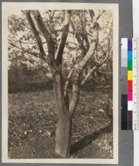 Celtis bungeana Bl. A. A. [Arnold Arboretum] 1800