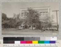 Chinese elms in front of newspaper office, Lancaster, Antelope Valley, Los Angeles County. Sept., 1926. These were planted here in spring of 1925 and one tree had a heavy crop of seed on it when photographed. They are apparently three years old from seed or cuttings. Ulmus pumila