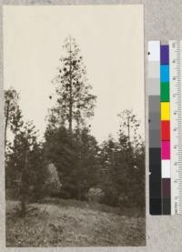 Incense Cedar infested with miseltoe - a species of phoradendron - on the road to Miami above Sugar Pine, California. E. Fritz, May, 1925