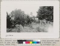 Different view of this same Monterey pine natural seeding to show form & development of trees without irrigation or care. The ground shows that many of the young seedlings have been removed by people for planting in the vicinity. Sept. 1951. Metcalf