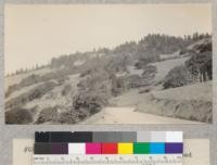 Redwood Region. The timber on east edge of redwood belt. Redwood replaced by woodland of oak, etc. Road to Weaverville from Korbel, east side of Redwood Creek Canyon, Humboldt County, California. Nov. 1929, E.F