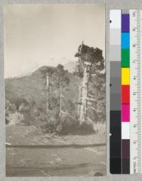 Timber line trees on Popocatepetl with Mt. Iztacch̕uatl in the background. Mexico. deReygadas, Dec. 1922