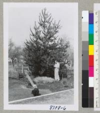 A Monterey pine seedling from EBMUD [East Bay Municipal Utility District] nursery planted as a 1-0 seedling in 1950. At Brunside place in Santa Rosa. With Ray Isle. See earlier picture. March 1955