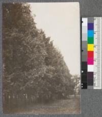 Fine windbreak of incense cedars south of barn, Chico Forestry Station, 28 years old. 3 rows plants 6' x 6