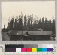 Tree tops south edge of Weott, Humboldt County, California. View from south porch of Curry's Gas Station. 3 p.m. No sun. 4-1-36, E.F