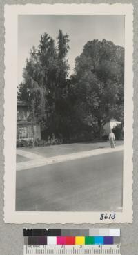 Taxodium distichum pendula in yard in Bakersfield, California. November 1951. Metcalf