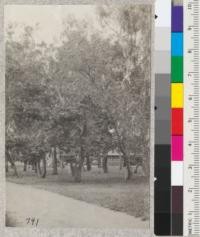 Plot A. Santa Monica Station. Trees in foreground. Eucalyptus ficifolia and Eucalyptus calophylla. March 1920