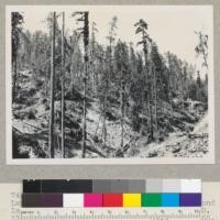 Redwood Region. Selective cutting. Landing #21. Little Bear Haven Creek. Second left hand fork. Chopped and logged in 1948. Slash - spot burned. Se also 7454 and 7455. Sept. 1, 1949. E.F