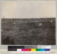 White Pine stump land near Morristown, Mich. Forest devastation at its worst. May, 1924. Schaaf