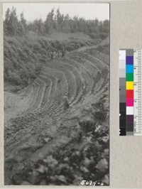 Planting of mesembryanthemum on terraces beside an erosion-control cement dam built by the Soil Erosion Service in the Ventura County project in 1934