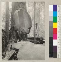 A redwood burl near base of a 6 foot tree on Pacific Lumber Company land 2 miles south of Scotia. Several cuts were taken off with a gasoline drag saw. The cuts are below in the foreground. Burl was 6' high and 5-1/2' wide at the face shown. Cut by Skiffington. Aug. 12, 1935. E.F