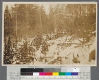 Lodgepole reproduction: This young stand has started on an old cutting without the aid of fire. While too dense in places, the seedling stand is generally sufficiently open to allow individuals to get ahead and dominate the other trees, thus producing stull material fairly rapidly. Note the old tops left from the cutting