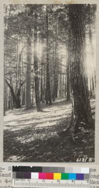 Young Douglas Fir above the State Highway at Howard Forest near Willits and below site of fire suppression barracks. 1937. Metcalf