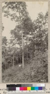 A good specimen of Chinquapin Oak (Q. muehlenbergii) on Berea College Forest, Kentucky. The area shown is a sample thinning plot laid out by the S. Appalachian Experiment Station. The foreground was seeded up to Tulip Tree Seed spots in May 1924. The natural reproduction in this vicinity is simply perfect of a large number of species, particularly Tulip