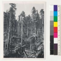 Redwood Region. Selective logging. The two photos are roughly panoramic. Salmon Creek Lumber Company logging late 1943. See also #7267. 11/27/43. E.F