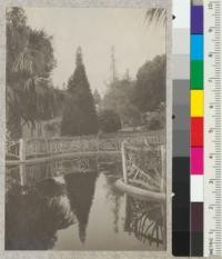 Library Park, Pasadena. Chamaecyparis lawsoniana dying Casuarina camphor tree partly shown to the right