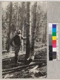 District Ranger Holland examining basal burn in 65 year old pine near Oroville, California, resulting from log lying against trunk during Spring burning of slash following tie cuttings. This type of injury was not common and can be easily prevented. The cost per acre of slash disposal varies from 15c to $1.00 per acre. Metcalf, 1925